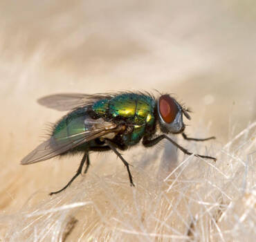 Fly control & Fly screens