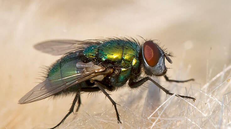 Fly control & Fly screens