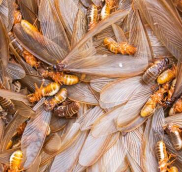 Termite Control