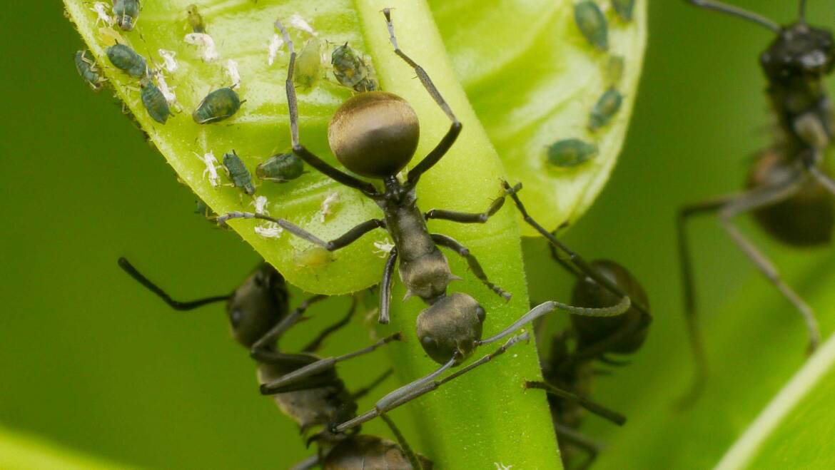 Ants