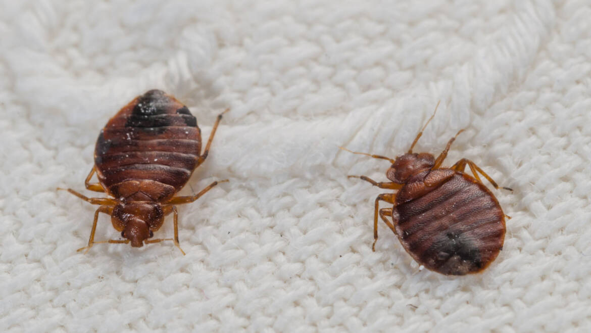 Bed Bugs