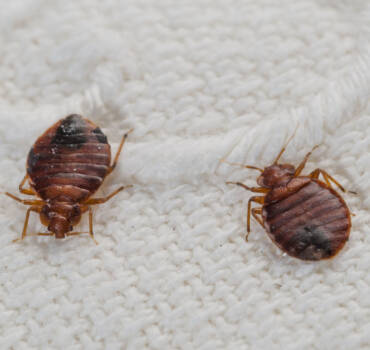 Bed Bugs