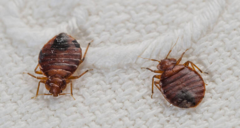 Bed Bugs